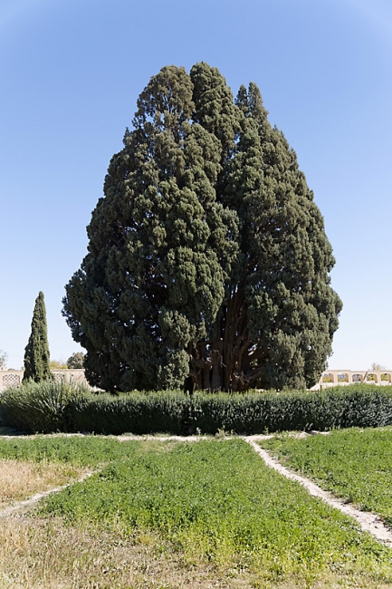 Abarkuh-Cyprès de 4500-5000 ans-003